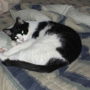 Meet your Posher, Joyce